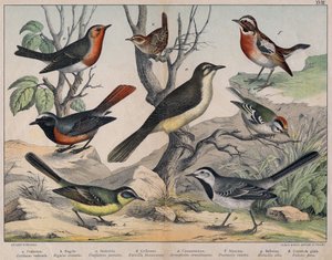 Verschiedene Illustrationen von Vögeln "Geschichte" natürliche Vögel". ed. Hoepli, Mailand von Unknown Artist
