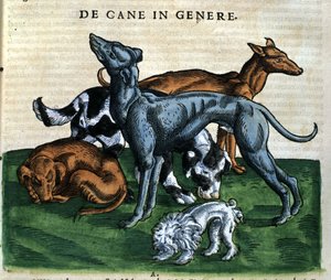 Hunde aus der Historia Animalium von Conrad Gesner, Tiguri 1560. Biblioteca nazionale Braidense. Mailand