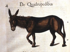 Esel aus Historia Animalium von Conrad Gesner, Tiguri 1560 von Unknown artist