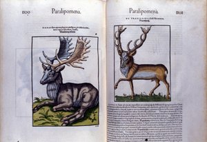 Doppelseite des Hirsches in Historia Animalium von Conrad Gesner (1516-1565) von Unknown artist