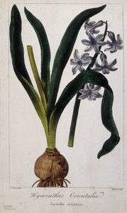 Orientalische Hyazinthe (Hyacinthus Orientalis) Botanische Tafel asiatischer Pflanzen des 19. Jahrhunderts.