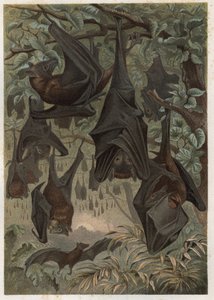 Ägyptische Flughund oder Ägyptische Rousette (Rousettus aegyptiacus) - Gravur aus „Brehms Tierleben“ von Alfred Edmund Brehm (1829-1884) von Unknown artist