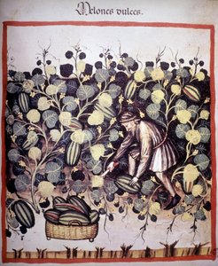 Gravur, die das Sammeln von Melonen aus „Tacuinum Sanitatis“ darstellt. B.N, Wien von Unknown artist