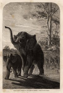 Weiblicher Elefant schützt ihr Junges vor Javelinenjägern von Zambesi. Gravur zur Illustration von Dr. Livingstones ersten Reisen nach Südafrika von 1840 bis 1856, in „Le tour du monde, nouveau journal des voyages“, herausgegeben von Edouard Charton von Unknown artist