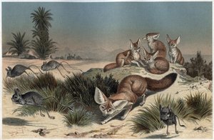 Fennek oder Wüstenfuchs des Sahara - Wüstenfuchs (Vulpes zerda) - Gravur aus „Brehms Tierleben“ von Alfred Edmund Brehm (1829-1884) von Unknown artist