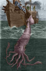 Fang eines gigantischen Tintenfischs durch die französische Korvette l