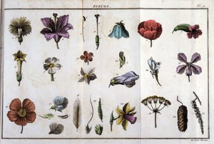 Blumen: in „Flora Françoise, oder eine kurze Beschreibung aller Pflanzen, die natürlich in Frankreich wachsen, geordnet nach einer neuen Analysemethode, an die wir die Angabe ihrer am wenigsten zweideutigen Tugenden in der Medizin und ihrer Nützlichkeit an von Unknown artist