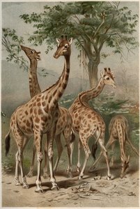 Giraffe - Die Giraffe (Giraffa camelopardalis) - Gravur aus „Brehms Tierleben“ von Alfred Edmund Brehm (1829-1884) von Unknown artist