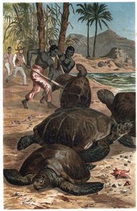 Grüne Meeresschildkröte oder Atlantische Schildkröte - Die Grüne Meeresschildkröte (Chelonia mydas) - Gravur aus „Brehms Tierleben“ von Alfred Edmund Brehm (1829-1884)