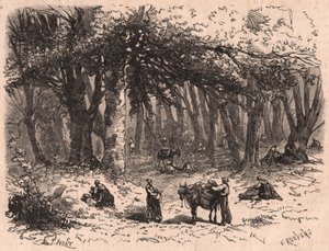 Gruppe von Menschen beim Pilzesammeln im Wald von Fontainebleau