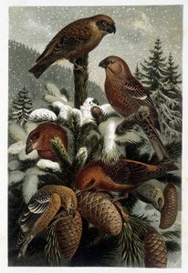 Guiffolotto delle pinete e crocieri (Bouvreuils) - in „Das Leben der Tiere“ von A. E. Brehm, Turin von Unknown artist