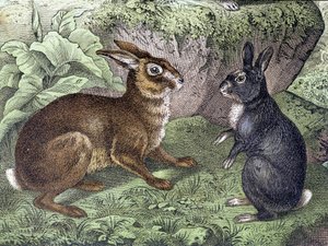Hase und Kaninchen - in „Naturgeschichte der Säugetiere“, ed. Schreiber von Unknown artist