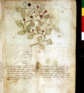Kraut „Idriam Maggiore“ oder Gras „in Form eines einfachen Knotens“. Botanische Tafel, Biblioteca comunale di Rimini