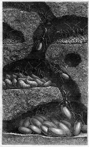 Wohnung von Eiern und Larven in einer Ameise. Gravur in „le journal de la Jeunesse“ von 1888. von Unknown artist