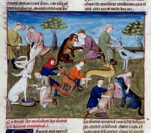 Wie man Jagdhunde bei Krankheiten und Verletzungen heilt. Miniatur aus „Das Buch der Jagd“ von Gaston III Phoebus, Graf von Foix, Herr von Béarn (1331-1391) von Unknown artist