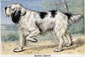 Jagdhund: Stop Barbet von Unknown artist