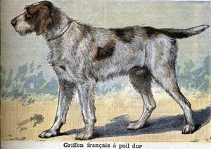 Jagdhund: Griffon français rauhaarig von Unknown artist