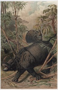 Indisches Nashorn - Das indische Nashorn (Rhinoceros unicornis) - Gravur aus „Brehms Tierleben“ von Alfred Edmund Brehm (1829-1884) von Unknown artist