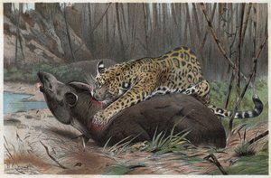 Jaguar (Panthera onca) - Gravur aus „Brehms Tierleben“ von Alfred Edmund Brehm (1829-1884)