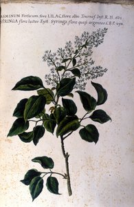 Jasminzweig. Tafel aus einem Herbarium des 17. Jahrhunderts von Unknown artist