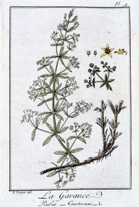 Die Krappwurzel (Rubia Tinctorum) - in „Botanikübungen für Kaufleute“, verfasst von J.C. Philibert, Druckerei Crapelet, Paris von Unknown artist