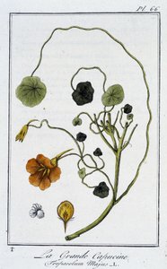 Die Große Kapuzinerkresse (Tropaeolum Majus) - in „Übungen der Botanik für den Gebrauch der Händler“, geschrieben von J.C. Philibert, Druckerei Crapelet, Paris von Unknown artist