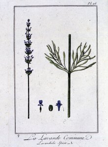 Der Gemeine Lavendel (Lavandula spica) - in „Übungen der Botanik für Händler“, verfasst von J.C. Philibert, Druckerei Crapelet, Paris