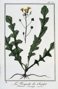 Die Feld-Rauke (Bunias Erucago) - in „Übungen der Botanik für den Gebrauch der Händler“, geschrieben von J.C. Philibert, Druckerei Crapelet, Paris von Unknown artist
