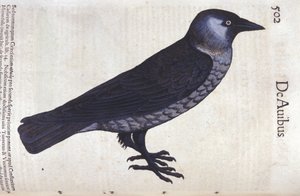 Die Dohle in Historia Animalium von Conrad Gesner (1516 - 1565), Tiguri