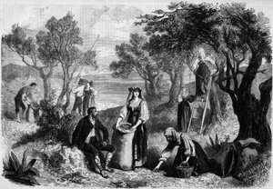 Die Olivenernte in Italien von Unknown artist