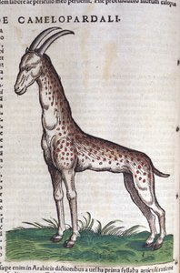 Die Giraffe. in Historia Animalium von Conrad Gesner (1516 - 1565) von Unknown artist