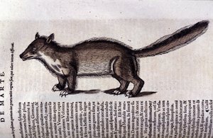 Der Marder in Historia Animalium von Conrad Gesner (1516-1565)