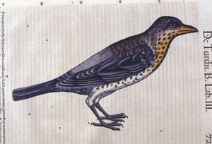 Die Drossel in Historia Animalium von Conrad Gesner (1516 - 1565), Tiguri