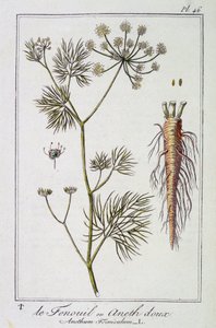 Der Fenchel oder Dill (Anethum Foeniculum) - in „Botanikübungen für Kaufleute“, verfasst von J.C. Philibert, Druckerei Crapelet, Paris