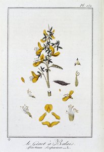 Der Besenginster (Spartium Scoparium) - in „Übungen der Botanik für den Gebrauch der Händler“, geschrieben von J.C. Philibert, Druckerei Crapelet, Paris von Unknown artist