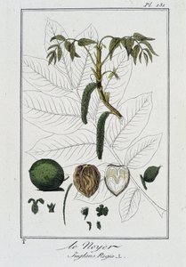 Der Walnussbaum (Juglans Regia) - in „Botanikübungen für Kaufleute“, verfasst von J.C. Philibert, Druckerei Crapelet, Paris von Unknown artist