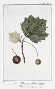 Die Amerikanische Platane (Platanus occidentalis) - in „Übungen der Botanik für Kaufleute“, verfasst von J.C. Philibert, Druckerei Crapelet, Paris