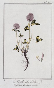 Der Wiesenklee (Trifolium pratense) - in „Übungen der Botanik für den Gebrauch der Händler“, geschrieben von J.C. Philibert, Druckerei Crapelet, Paris von Unknown artist