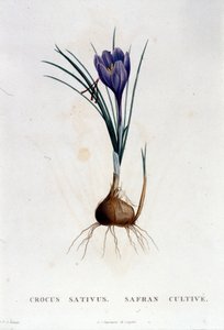 Der Safran (Crocus sativus) nach Botanique von J. Rousseau, Paris 1822 von Unknown artist