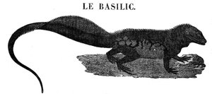 Legendäres Monster: Darstellung des Reptils Basilisk.