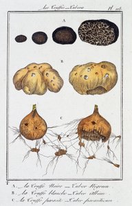 Die Trüffel (Tubera) - in „Übungen der Botanik für Händler“, verfasst von J.C. Philibert, Druckerei von Crapelet, Paris von Unknown artist