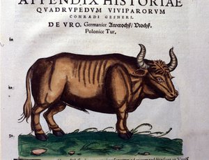 Der Urus oder Auerochse in Historia Animalium von Conrad Gesner (1516-1565)