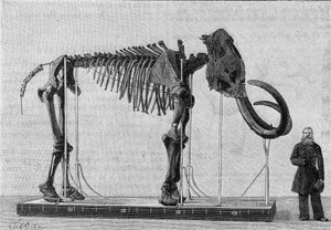 Mammutskelett (Elephas primigenius), entdeckt am Ufer des Eismeers in der Nähe der Mündung des Lena-Flusses und 1806 dem Museum der Akademie der Wissenschaften in St. Petersburg gemeldet. (Nach einer Fotografie).
