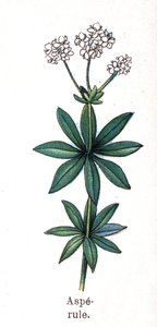 Medizinische und essbare botanische Pflanzen: Waldmeister. Gravur in „Die natürliche Medikation“ von Friedrich Eduard Bilz (1842-1922) von Unknown artist