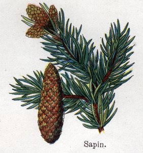 Medizinische und essbare botanische Pflanzen: Tanne. Gravur in „La medication naturelle“ von Friedrich Eduard Bilz (1842-1922) von Unknown artist