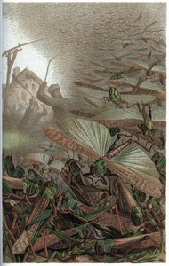 Wanderheuschrecke - Die Wanderheuschrecke (Locust migratoria) - Gravur aus „Brehms Tierleben“ von Alfred Edmund Brehm (1829-1884) von Unknown artist