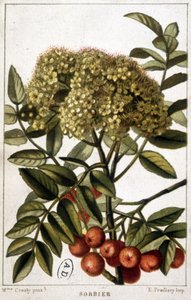 Eberesche - botanische Tafel