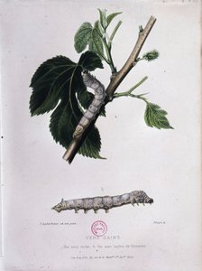 Maulbeere und Seidenraupe - Studie von Pasteur von Unknown artist