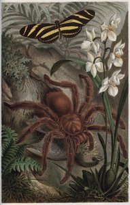Mygalomorphae (Orthognatha) - Gravur aus „Brehms Tierleben“ von Alfred Edmund Brehm (1829-1884)