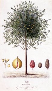 Myristica fragrans - Muskatnussbaum (Myristica officinalis). Botanische Tafel